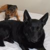 fosterdogdom